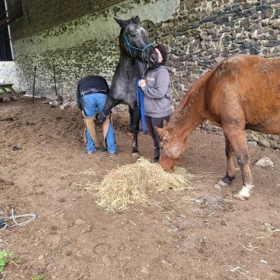 Soins aux chevaux et poneys